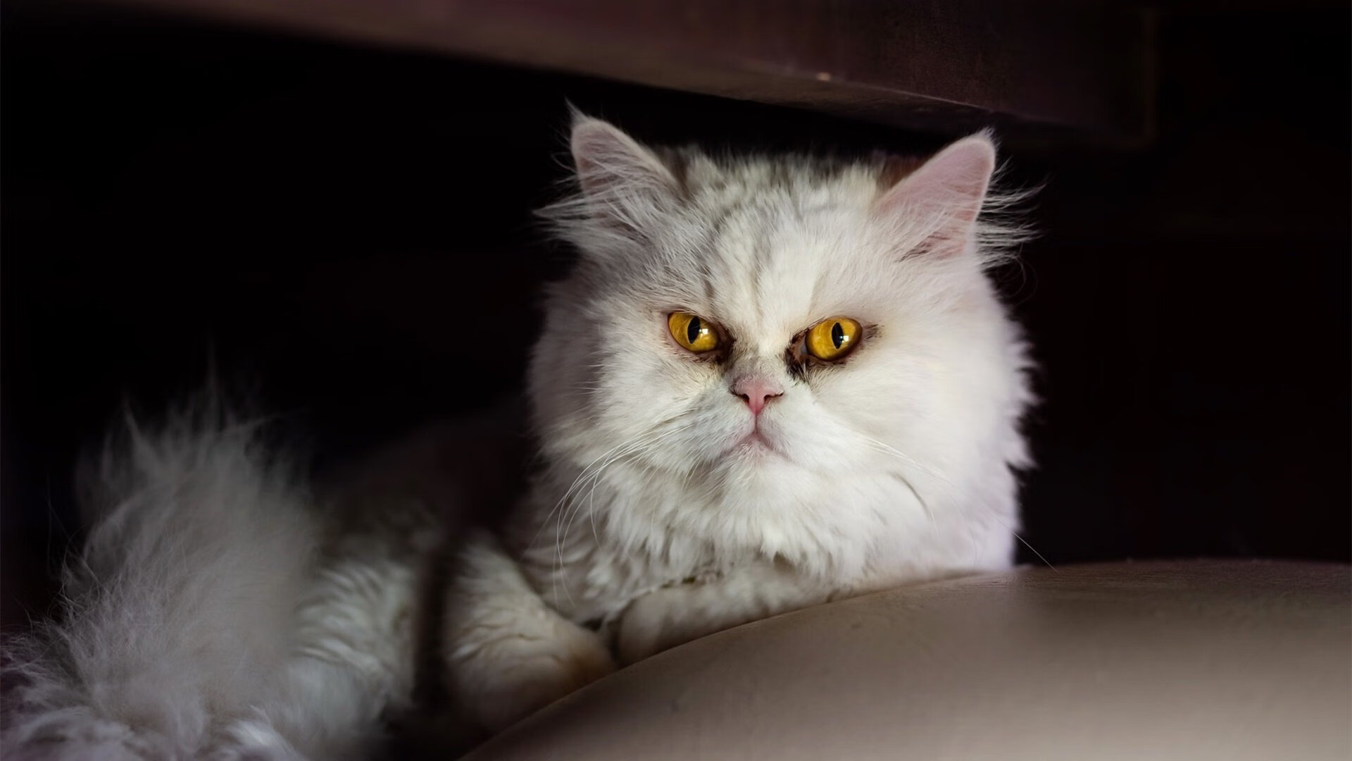 开云体育-奇才压制黄蜂彰显团队力量，字母哥冠军表现树立标杆