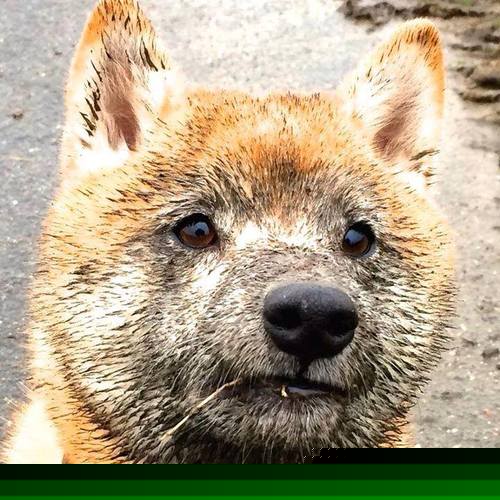 开云体育平台APP-27比2与17比0，在时间的琥珀里，英雄决定历史