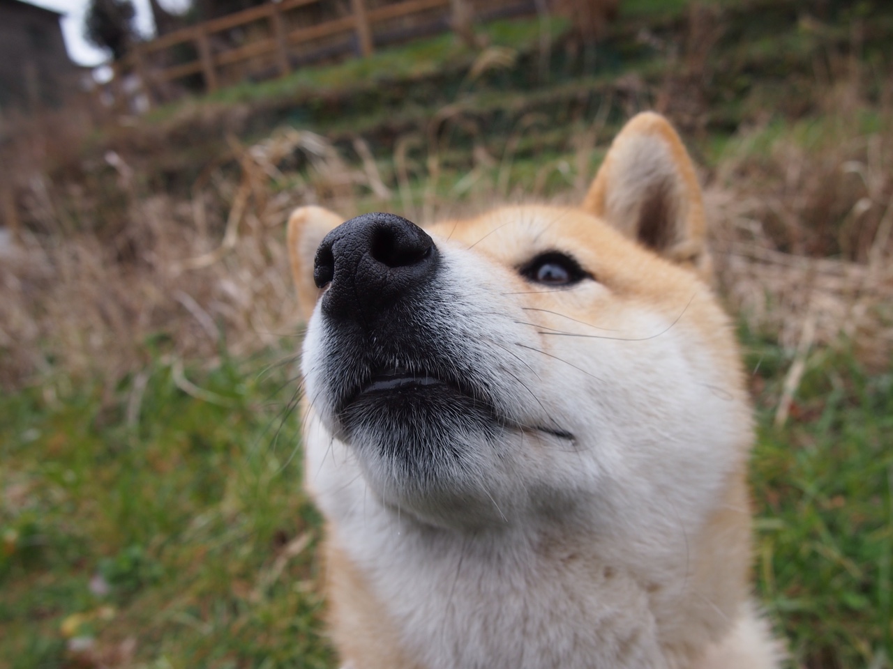 当凯尔特绿遇上深圳红，一场跨越篮球边界的对话，布伦森于无声处听惊雷