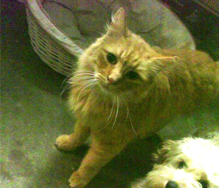 佩德里,暗夜独舞者—年度焦点之战中的绝对主宰