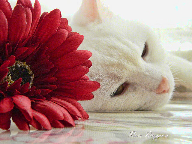 跨界欧冠决赛,深圳队篮球盛宴碾压76人,谱写体育唯一传奇