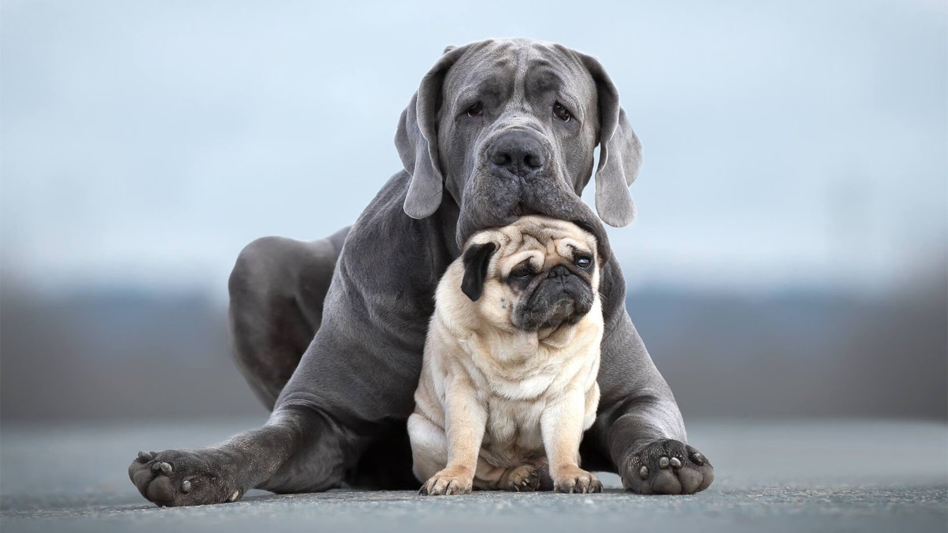 开云体育平台APP-尼罗河畔的罚单，本泽马用一粒点球，赦免了自己的整个冬天