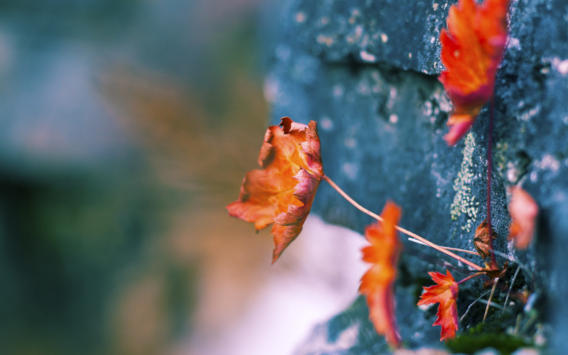 末节嗜血15分！东契奇疯狂三双率独行侠赢下天王山之战