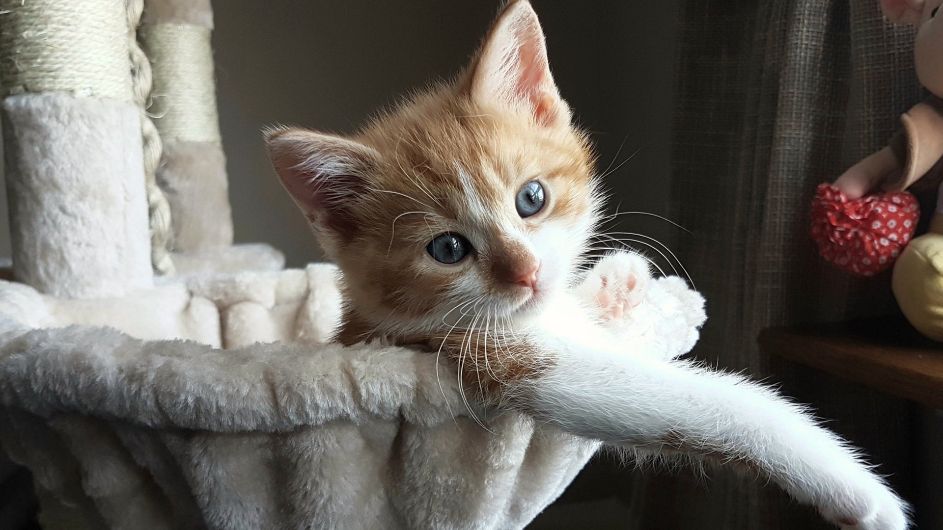 迪马利亚,照亮比利时险胜的一束探照灯