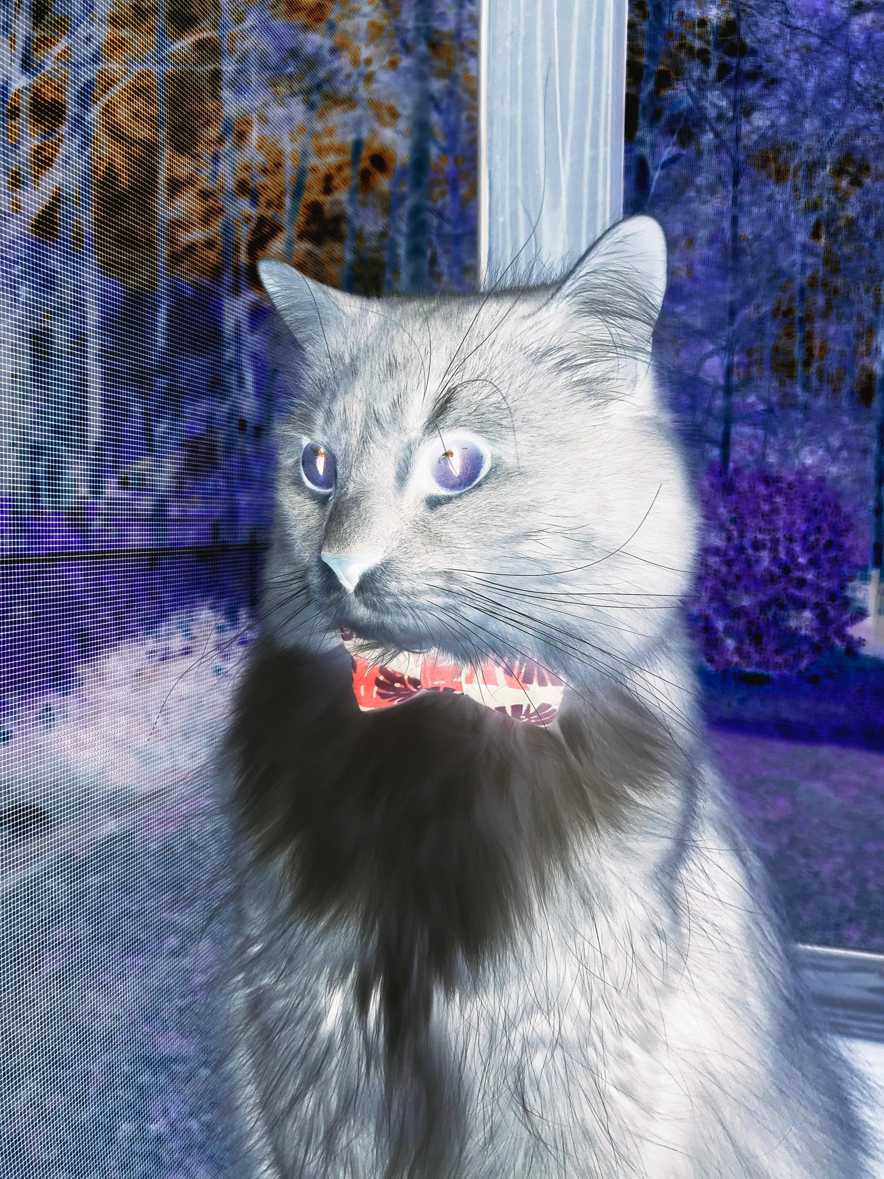 绝杀的共鸣，从NBA总决赛的窒息时刻到多特蒙德绿茵场的传奇一击