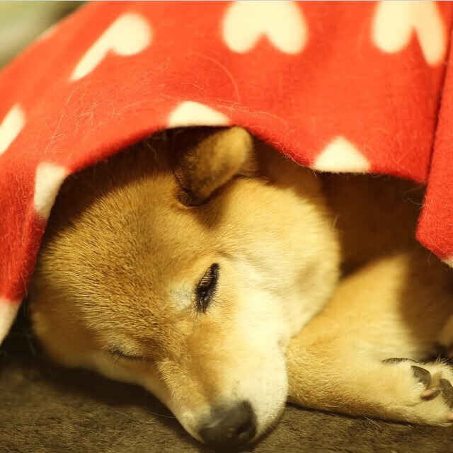 厄瓜多尔终结伊朗黑马梦，美加墨世界杯焦点战精彩落幕