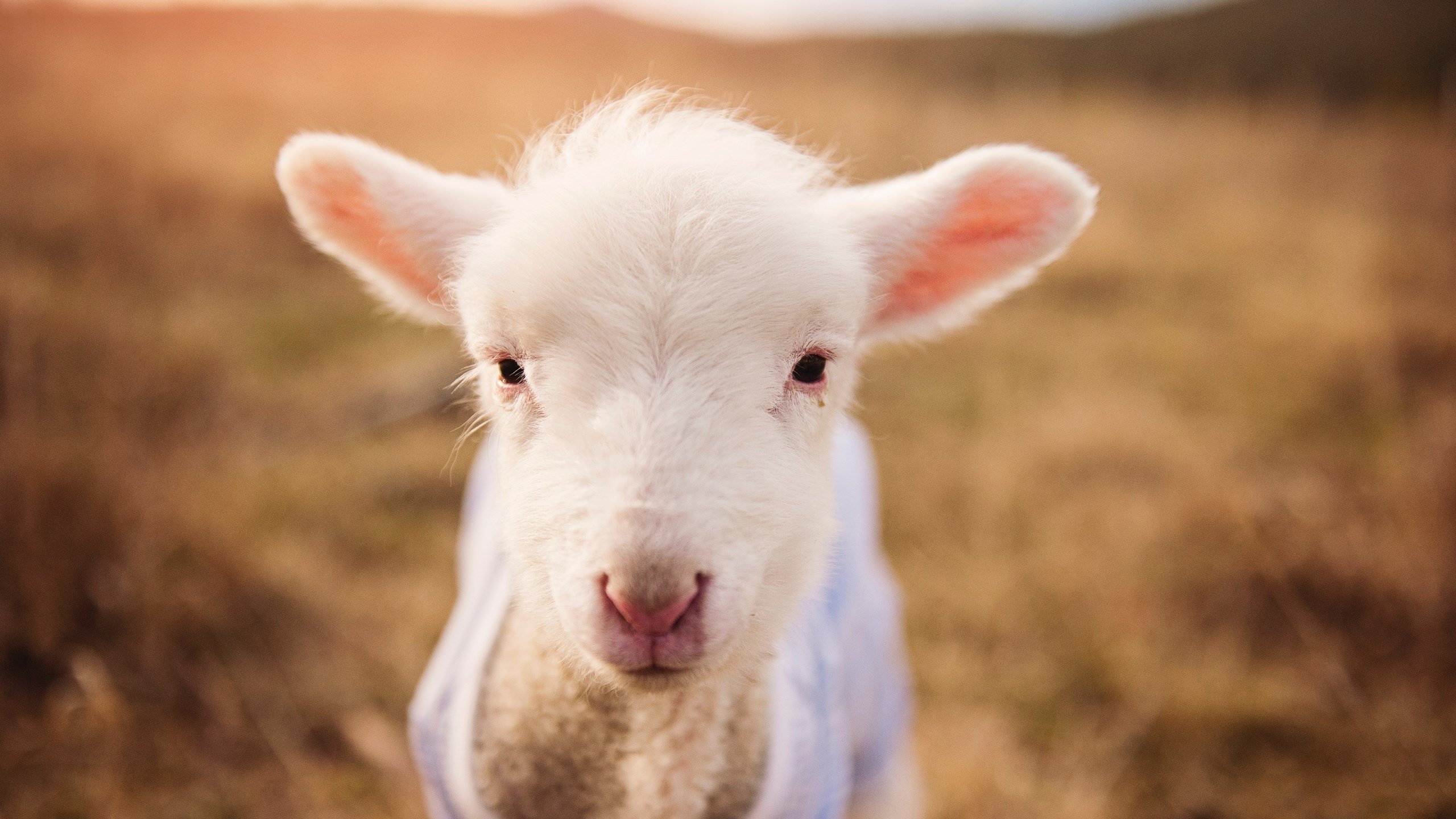 当国王西征遭遇佛祖降世，一场篮球文明对话的末节神话