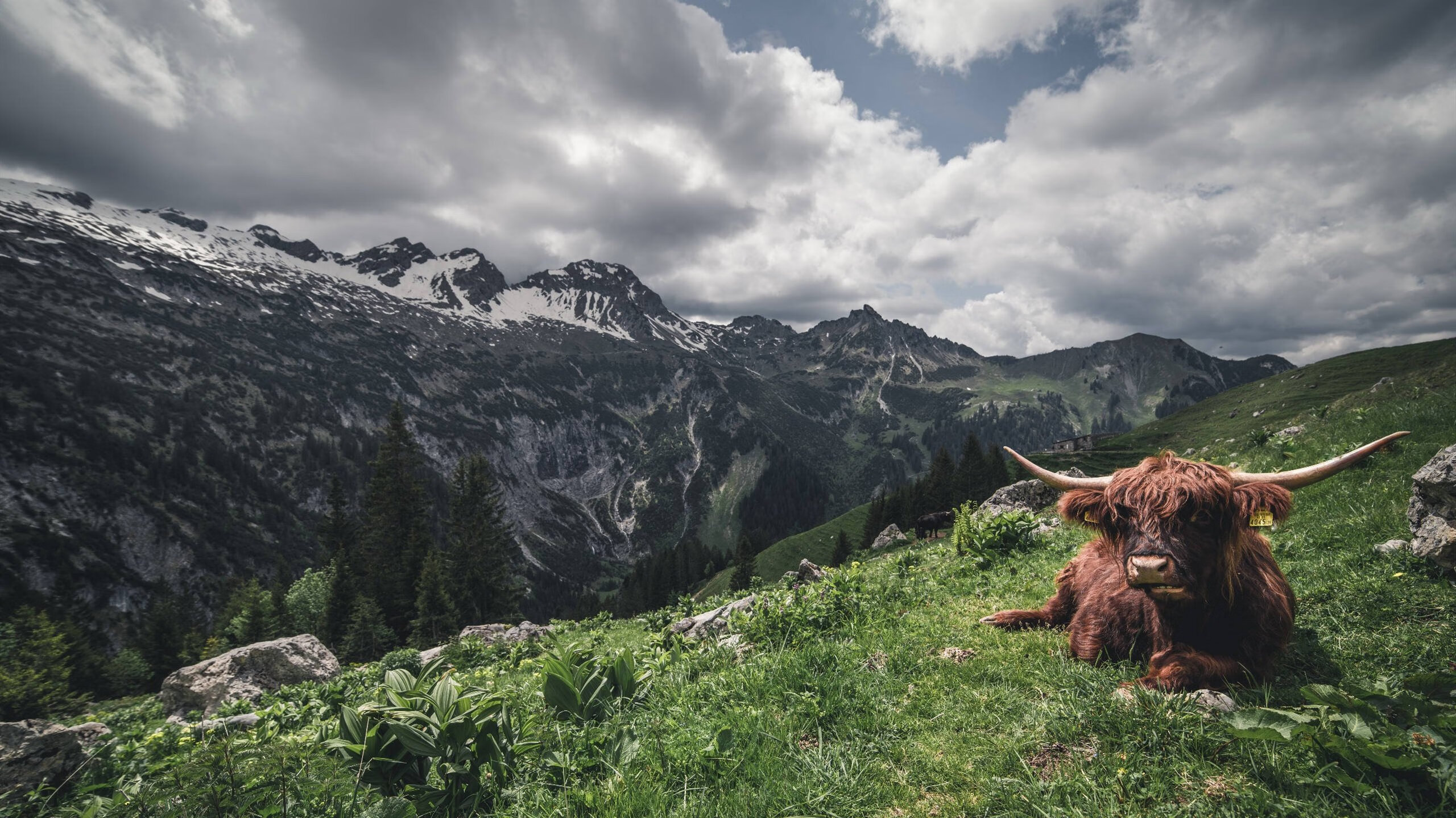 开云体育app-当法国长城变成攻城锤