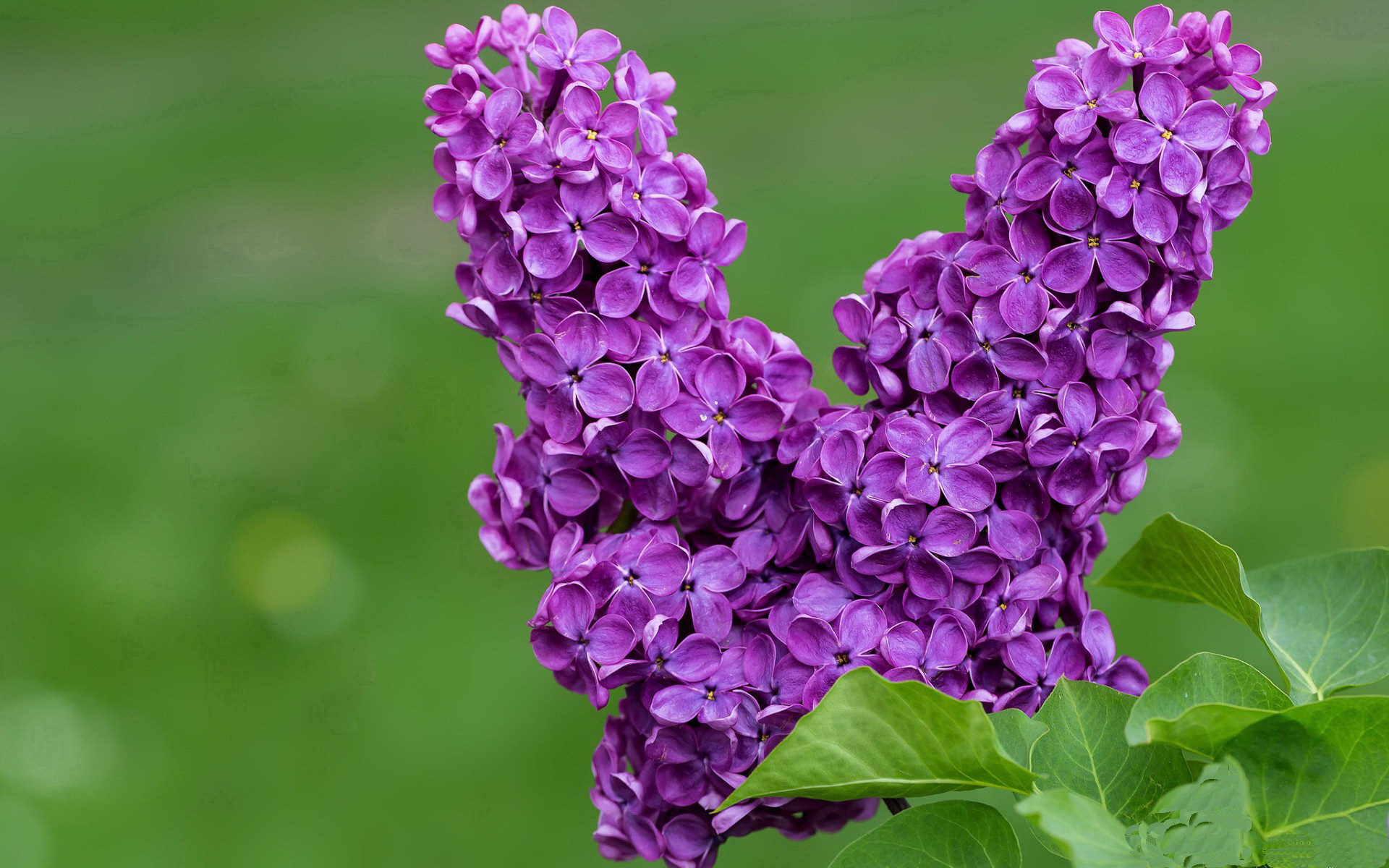 北欧极光与阿特拉斯雄狮的碰撞，2026世界杯首场数字炼金术之战