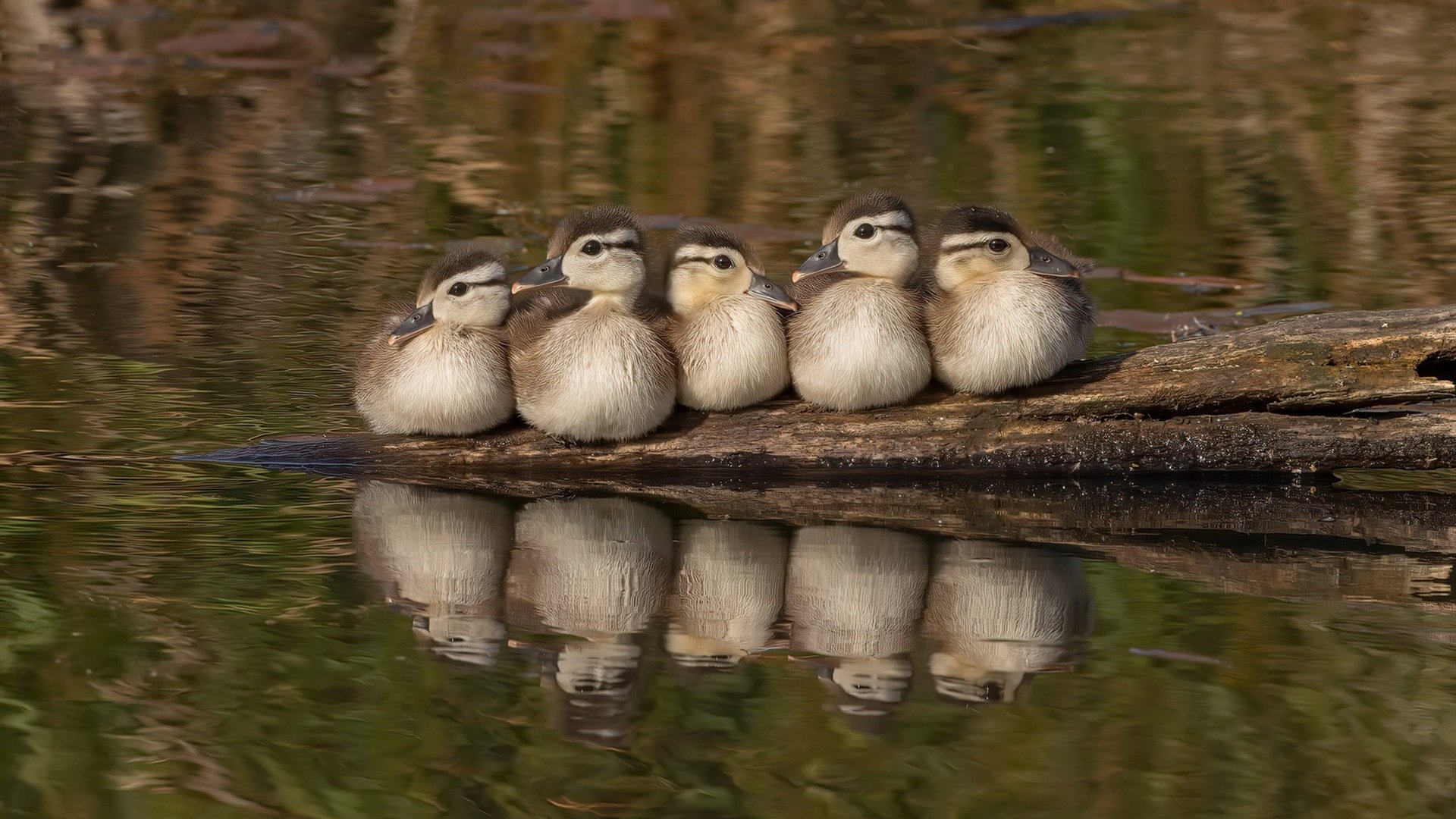 开云体育登录-寂静后的风暴，拉文于德甲争冠夜重生