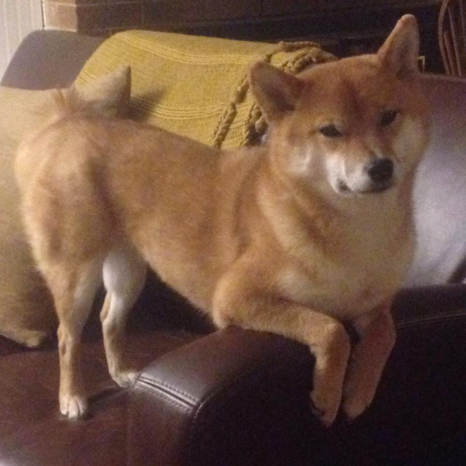 双线奏凯，奥利维耶破茧成史，委内瑞拉战术碾压锁胜局