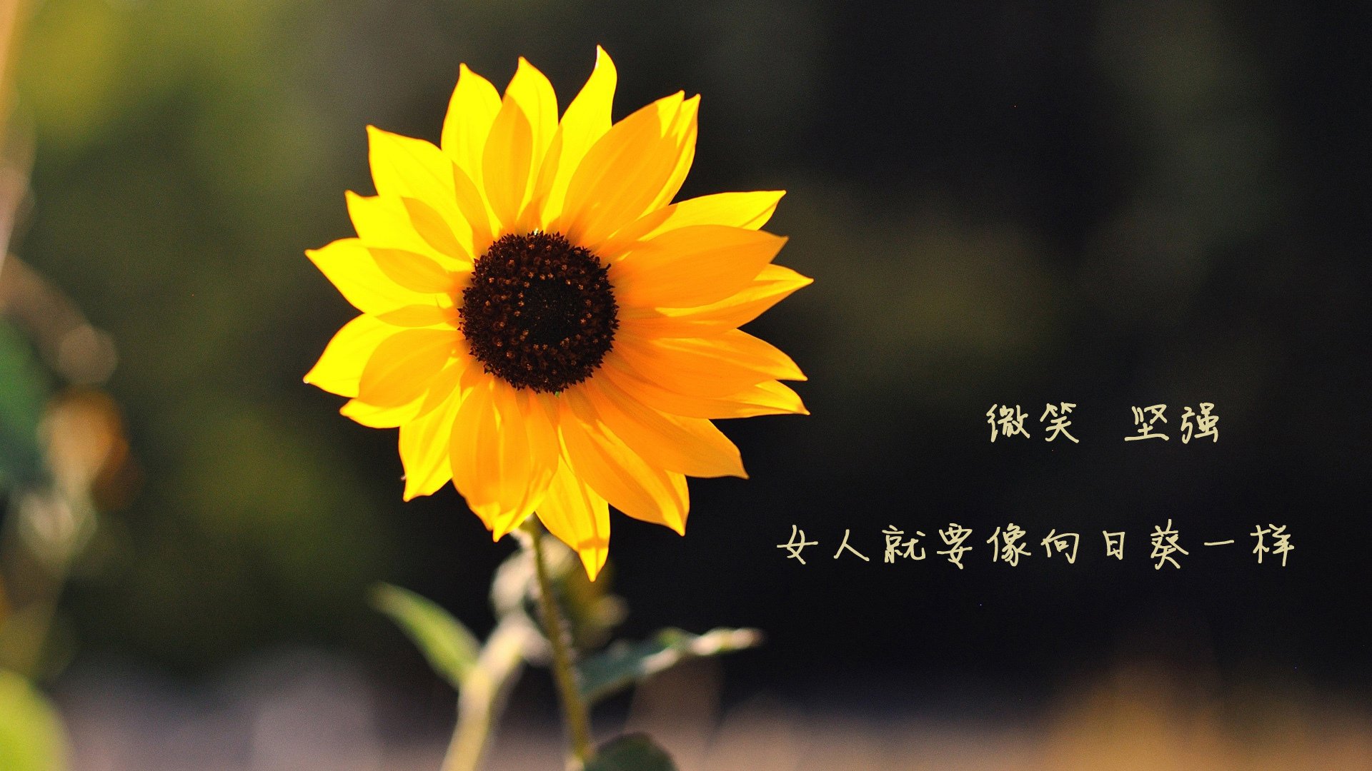 开云体育登录-死亡之组的血色绞杀，伊朗钢铁防线如何炼成2026世界杯C组最强音，哈兰德虽败犹荣，挪威战术何以功亏一篑？