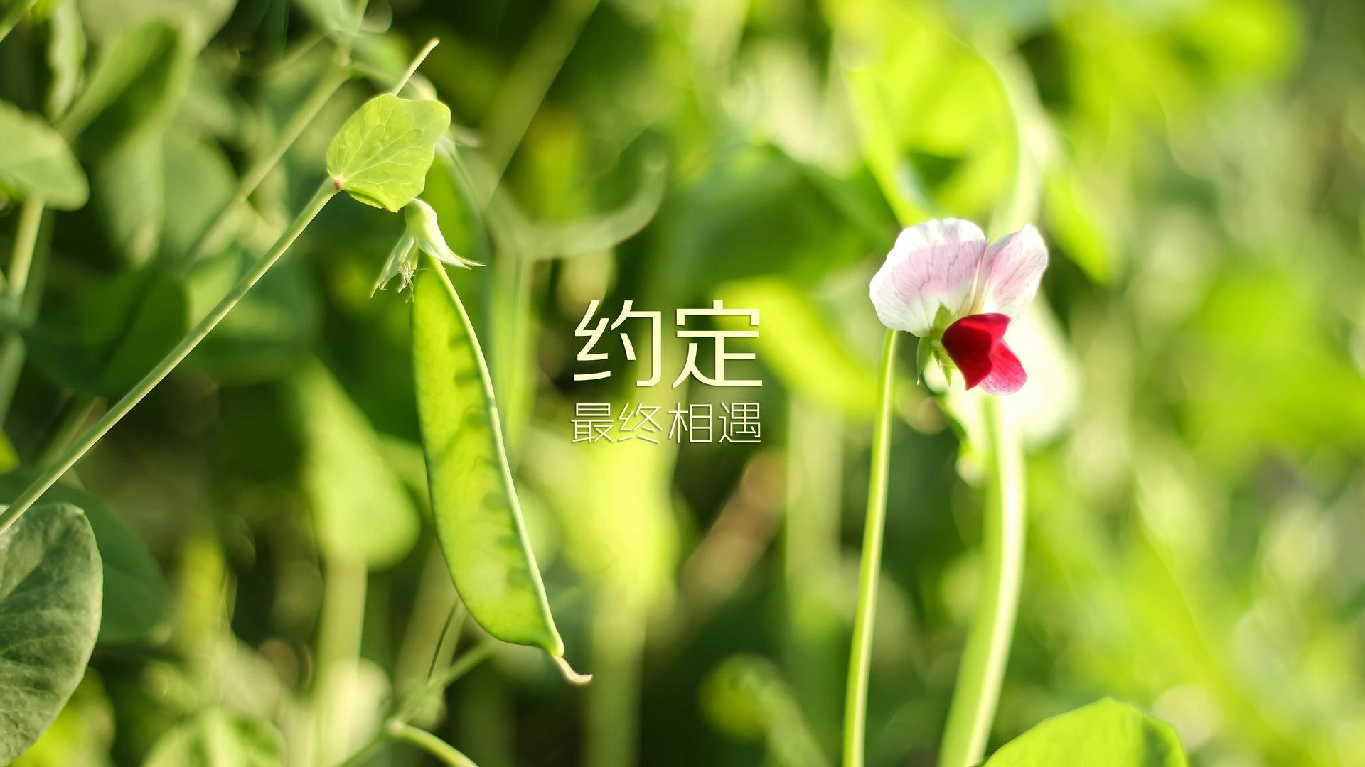 开云体育app-致命一击，姆巴佩的救赎与厄瓜多尔的逆袭神话